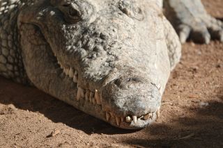 GC-Crocodilo Park 2020-029.JPG